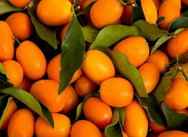 تصویر 4 از قیمت خرید پرتقال جنگلی اعلا + فروش ویژه